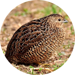 Burung Puyuh