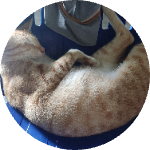 Oyen chanel