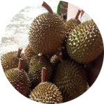 MangGobet2