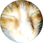 RobiMLBB