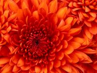 Chrysanthemum (1).jpg