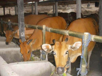 Gambar-Ternak-Sapi-Modern.jpg