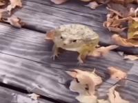 kodok-acumalaka.gif