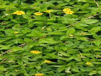 daun hijau 2.jpg