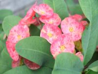 Crown of Thorns Flower.jpeg