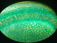 batang hibiscus sp. c. s.  .jpg