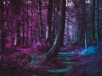 forest-5366029.jpg