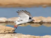 gabar-goshawk-terbang-di-kubangan-air.jpg