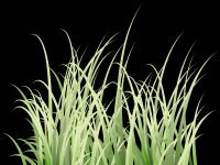 green grass.png