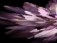 Oppo Find N3 Flip Wallpaper  2 .jpeg