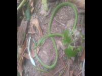 Gambar Ular yg baru saja terpaksa aku...jpg