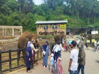 gajah-di-lembang-park-zoo-akan-disuntik.jpg