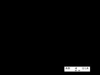 Mercedes Benz C300 2022 AMG Line Livery Hitam.png