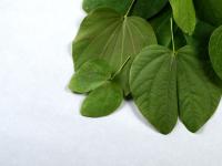 daun-bidara.jpg