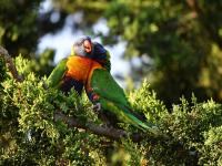 a couple of gossipy rainbow lorikeets  wild  by thebootesartvoid difurzw-pre.jpg