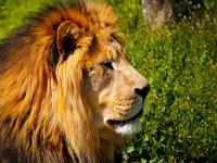 noble lion by innocentiumdd dinusv7-fullview.jpg