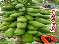 pepaya Madu California .jpg