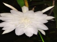 bunga puja kesuma 1.jpg