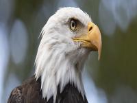 Spirit animal eagle.jpg