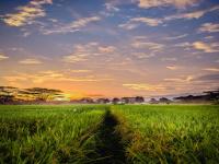 pemandangan-sawah-di-sore-hari.jpg