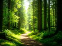 Photorealistic Lush Green Forest Path.jpeg