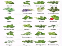 Daun Rempah Eropa.jpg