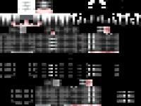 skin00007.png