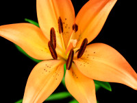 Flower_1.jpg
